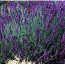 Лаванда Lavandula